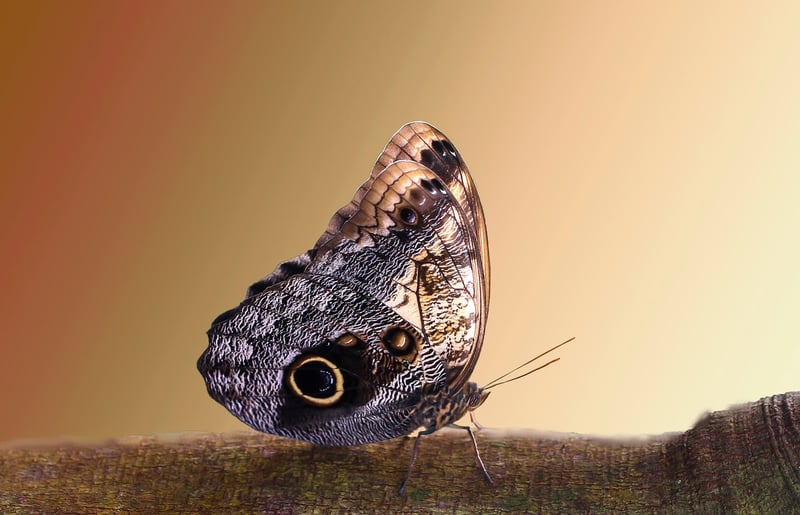 Nature Photography