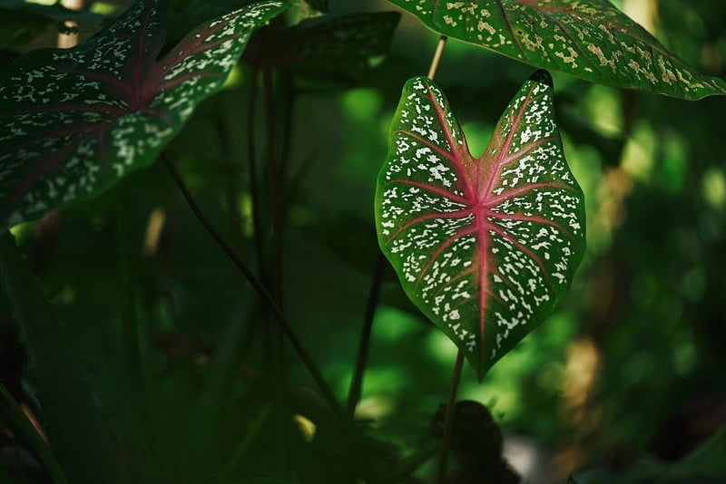 Botanical Photography