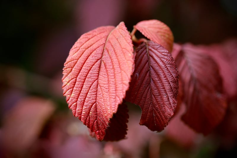 Leaf-shaped earrings