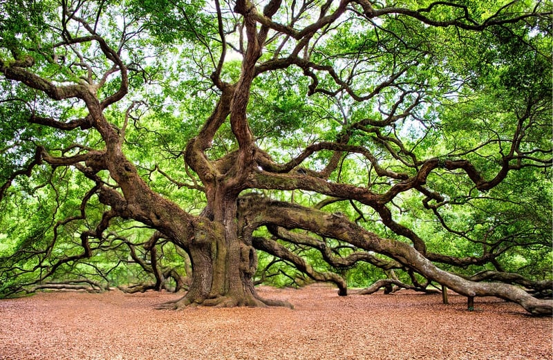 Nature Photography